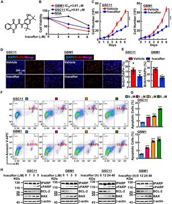 Ivacaftor Inhibits Glioblastoma Stem Cell Maintenance and Tumor Progression